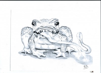 crapaud.jpg
