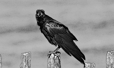 raven.jpg